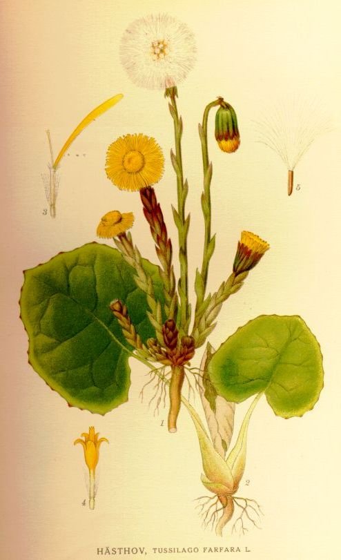 Från Carl Lindman: Bilder ur Nordens Flora, tavla 23 * 1. Mittfiguren: Växtens vårstadium (florala skott) * 2. Sommarstadium (näringsskott) * 3. Enkönad (honlig) kantblomma, förstoring × 6 * 4. Enkönad (hanlig) mittblomma, förstoring × 6 * 5. Frukt, förstoring × 5
